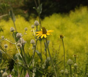 Eryngium yuccifolium - Rattlesnake Master