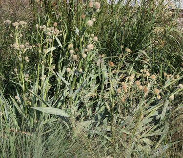 Eryngium yuccifolium - Rattlesnake Master (Highline NYC)