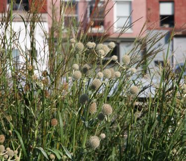 Eryngium yuccifolium - Rattlesnake Master (Highline NYC)