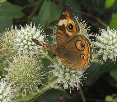 Eryngium yuccifolium 