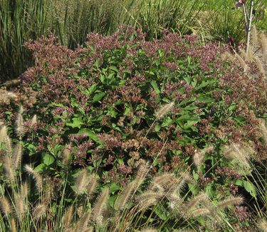 Eupatorium dubium Baby Joe