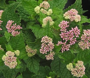 Eupatorium dubium Baby Joe