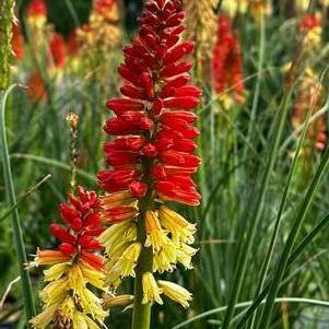 Kniphofia x Pyromania® 'Rocket's Red Glare'