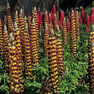 Lupine polyphyllus Westcountry™ 'Manhattan Lights'