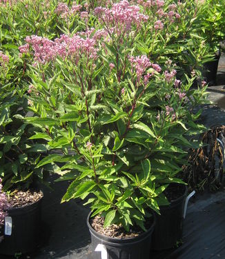 Eupatorium dubium Baby Joe - Joe Pye Weed