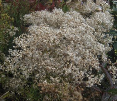 Eupatorium hyssopifolium - Hyssop-leaved Thoroughwort (in seed)