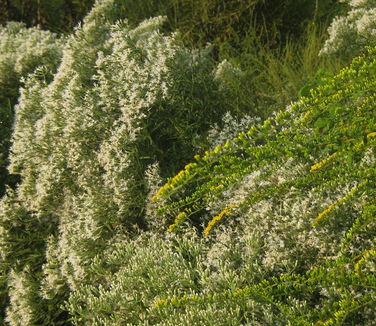Eupatorium hyssopifolium (& Solidago)