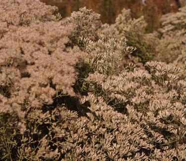 Eupatorium hyssopifolium