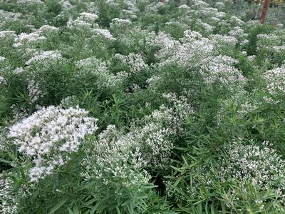 Eupatorium hyssopifolium 