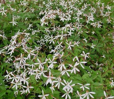 Gillenia (Porteranthus) trifoliata 