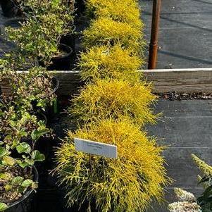 Chamaecyparis pisifera filifera Gold Mop