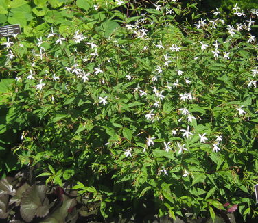 Gillenia trifoliata 