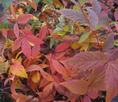 Gillenia trifoliata - Bowman's Root (Fall color)