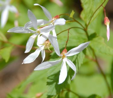 Gillenia trifoliata - Bowman's Root (Photo by NorthCreek Nurseries)