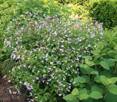 Gillenia trifoliata (@ NYBG)