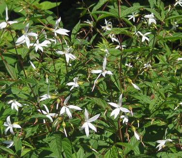 Gillenia trifoliata 