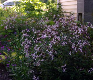 Gillenia trifoliata Pink Profusion