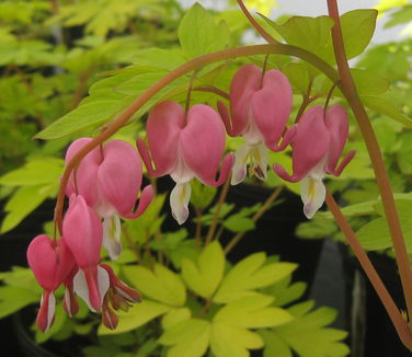 Dicentra spectabilis Gold Heart