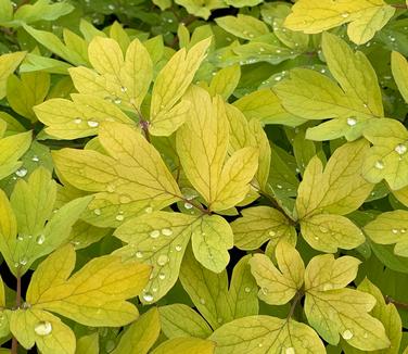 Dicentra spectabilis Gold Heart - Bleeding Heart 