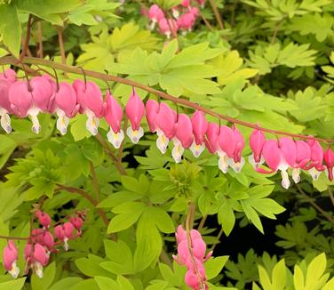 Dicentra spectabilis 'Gold Heart' - Bleeding Heart