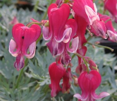 Dicentra x Burning Hearts