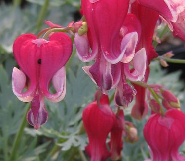 Dicentra x Burning Hearts - Fringed Bleeding Heart 