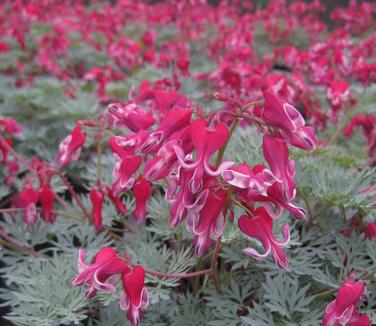 Dicentra x 'Burning Hearts' - Fringed Bleeding Heart