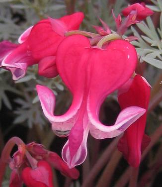 Dicentra x 'Burning Hearts' - Fringed Bleeding Heart