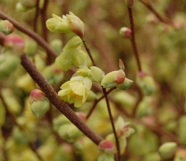 Corylopsis pauciflora - Buttercup Winterhazel