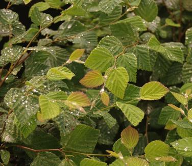 Corylopsis pauciflora 