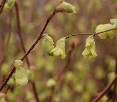 Corylopsis pauciflora