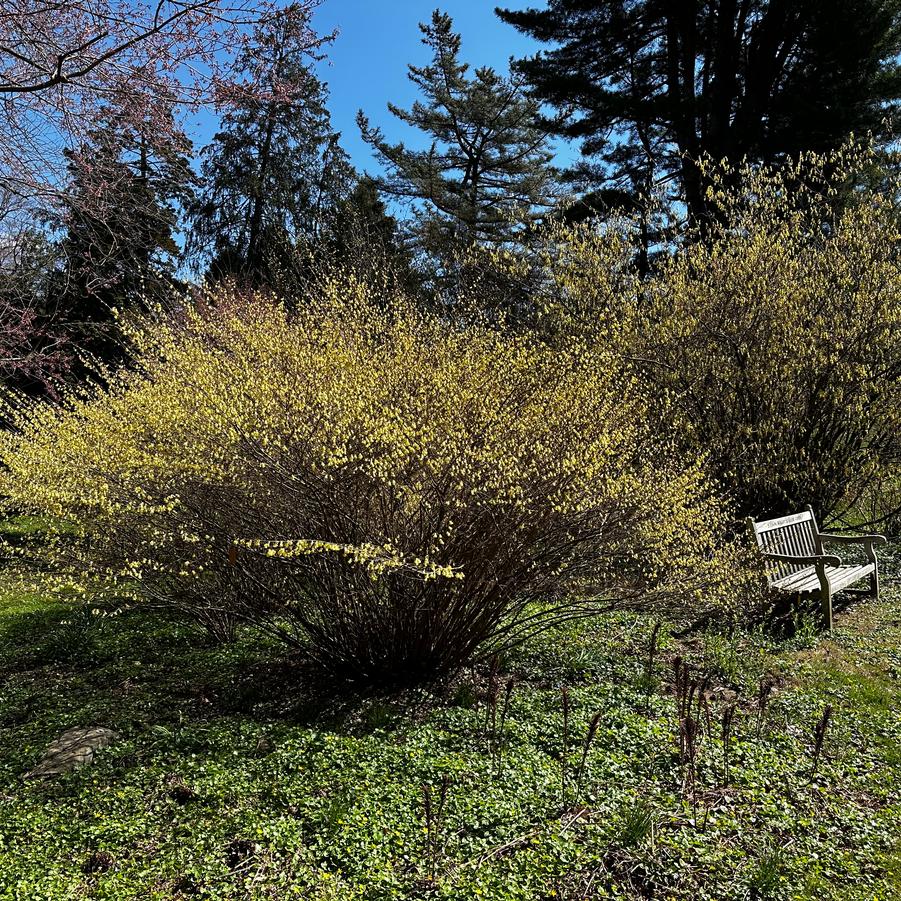 Corylopsis pauciflora (@ Morris Arborteum)