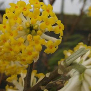 Edgeworthia chrysantha 