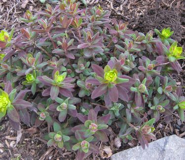 Euphorbia polychroma Bonfire - Cushion Spurge