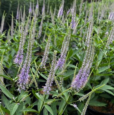 Veronicastrum virginicum Challenger