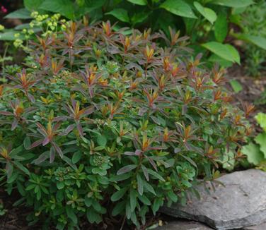 Euphorbia polychroma Bonfire