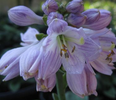 Hosta Blue Mouse Ears 