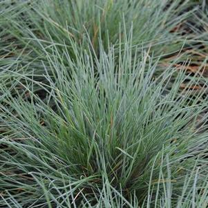 Festuca glauca Elijah Blue