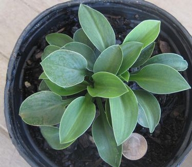 Hosta Blue Mouse Ears