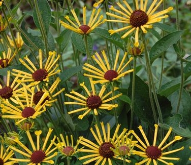 Rudbeckia subtomentosa Henry Eilers