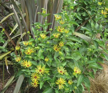 Rudbeckia subtomentosa 'Henry Eilers' - Sweet Coneflower