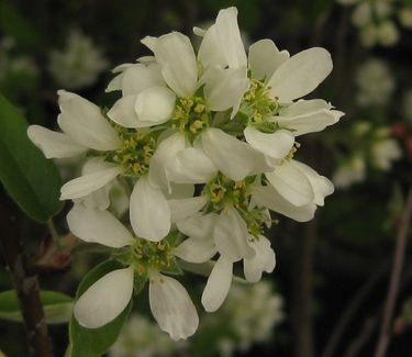 Amelanchier laevis - Alleghany Serviceberry