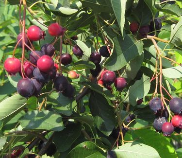 Amelanchier laevis - Alleghany Serviceberry (in fruit)
