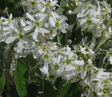 Amelanchier laevis - Alleghany Serviceberry