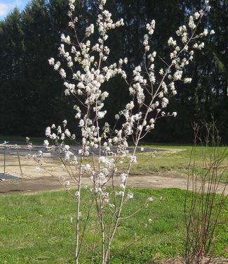 Amelanchier laevis - in our Bioswale