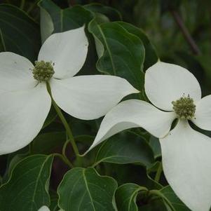 Cornus kousa var. chinensis 