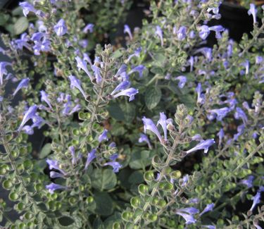 Scutellaria ovata - Heartleaf Skullcap