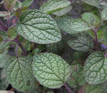 Scutellaria ovata 