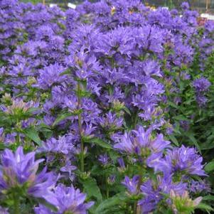 Campanula glomerata Freya