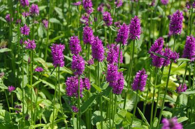 Stachys monieri 'Hummelo' (@ Maine Bot Garden)